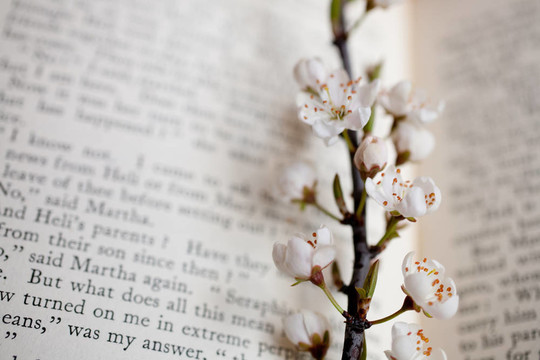 櫻花和書