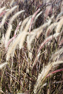 bullrushes