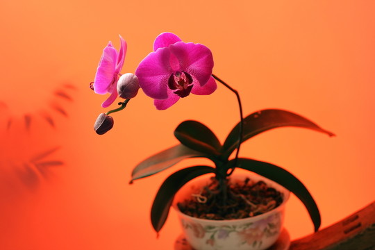 蝴蝶蘭 靜物攝影 紅色 花卉