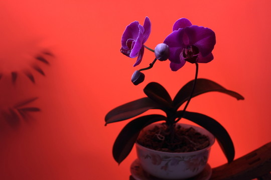 蝴蝶蘭 靜物攝影 紅色 花卉