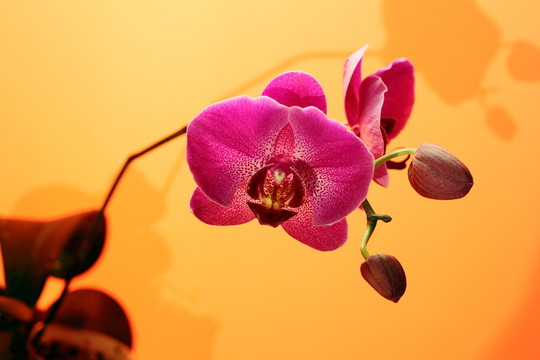 蝴蝶蘭 靜物攝影 紅色 花卉