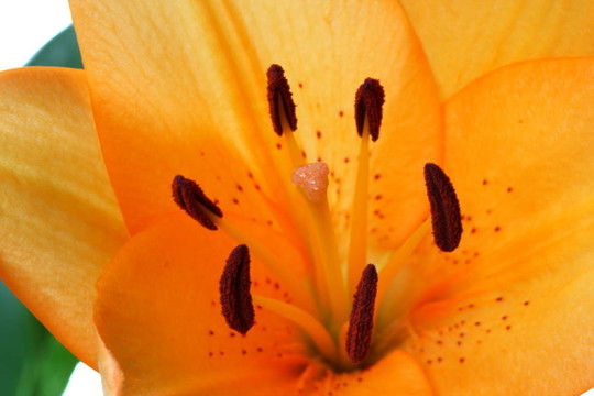 橙虎百合花中心
