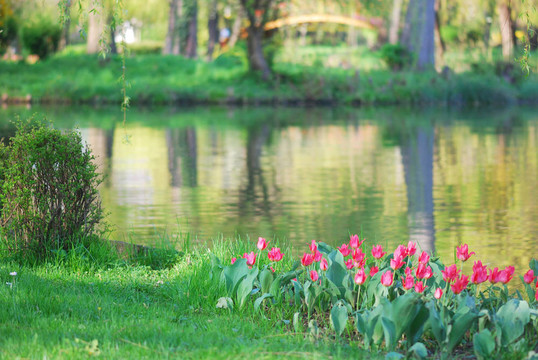 春天的公園