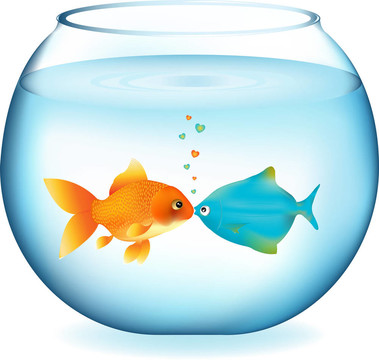 接吻魚