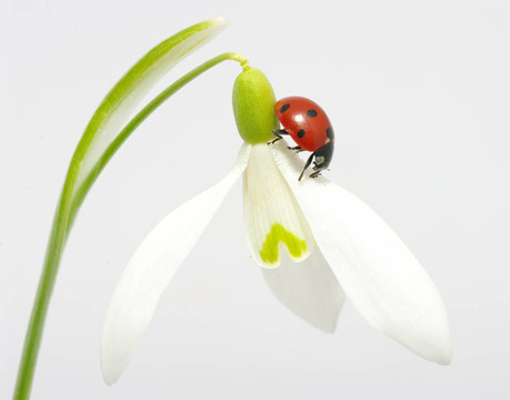 雪花蓮