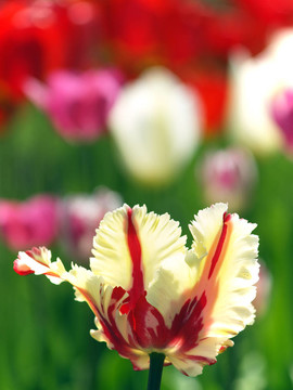 郁金香花園