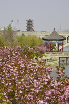 亭子櫻花