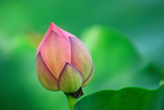 粉紅色荷花花苞
