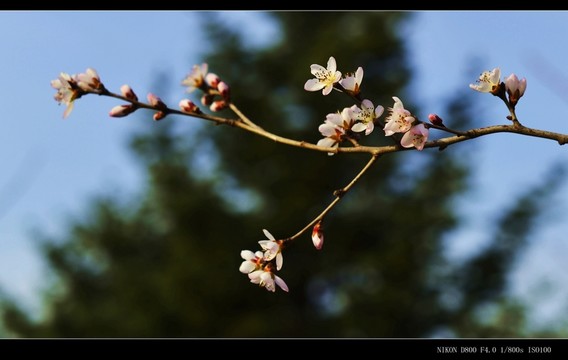 杏花 桃花