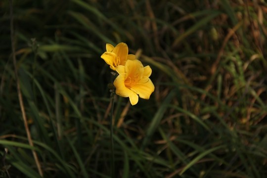 鮮花