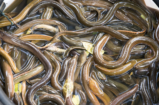 鱔魚