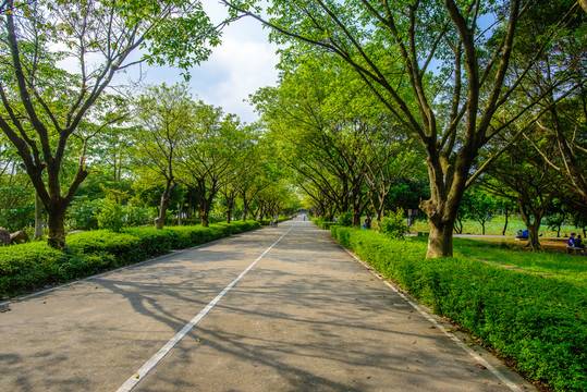 森林公園林蔭路