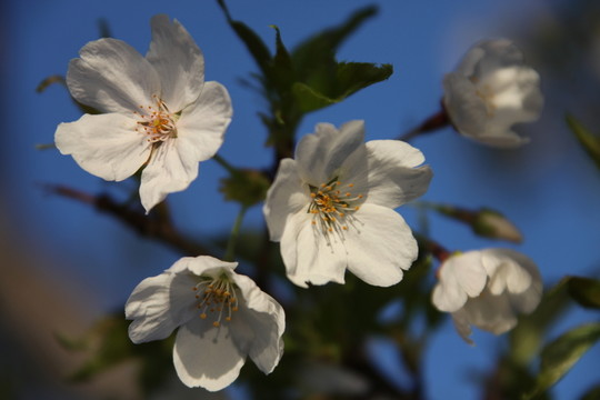 花卉