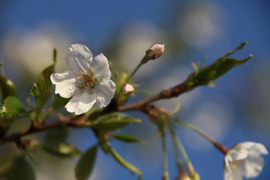 花卉