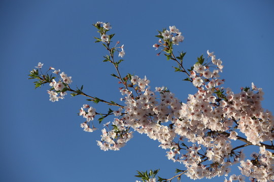 花卉