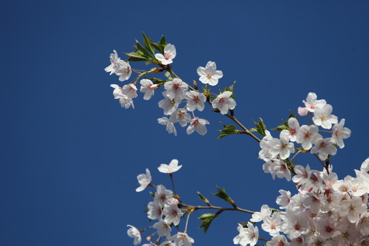花卉