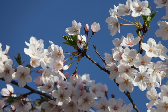 花卉