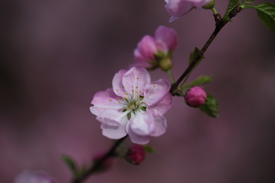 桃花