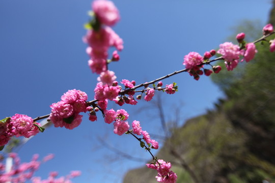 櫻花