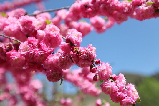 櫻花