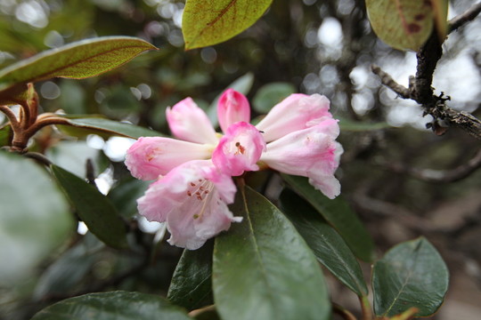 杜鵑花 映山紅 金達(dá)萊