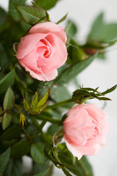 粉薔薇