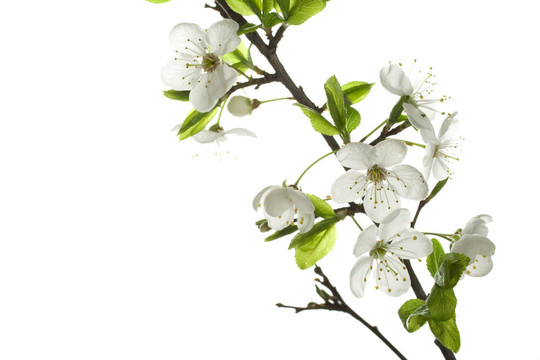 蘋果樹的花