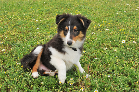 小狗喜樂蒂犬