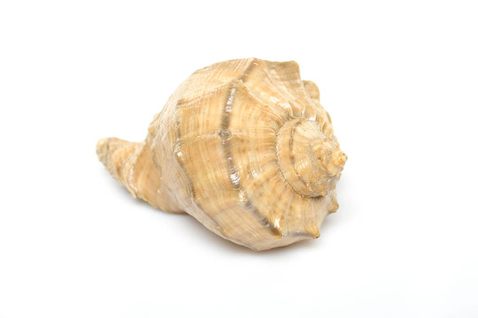 珍珠貝殼
