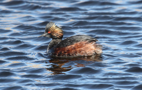 Eared Grebe（黑頸鸊鷉）