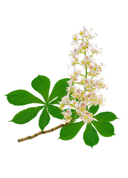 馬栗
