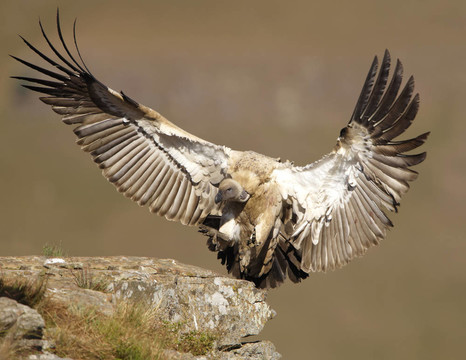 海角獅鷲或Cape Vulture（南非兀鷲）降落到巖石。它是Accipitridae家族的一個舊世