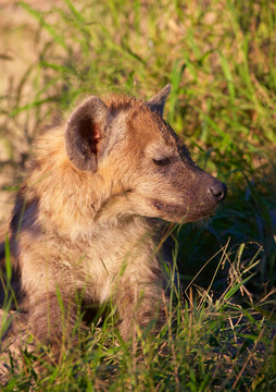 非洲野犬（Lycaon pictus）