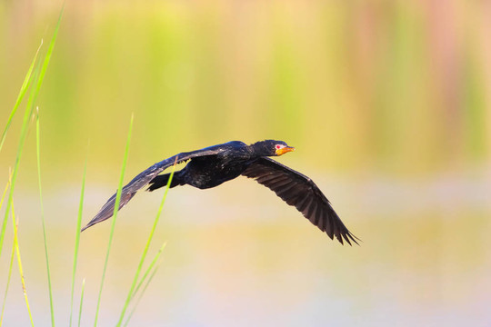 Reed Cormorant（Phalacrocorax africanus）