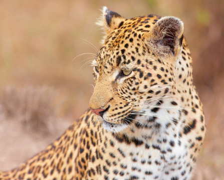 豹（Panthera pardus）坐在薩凡納