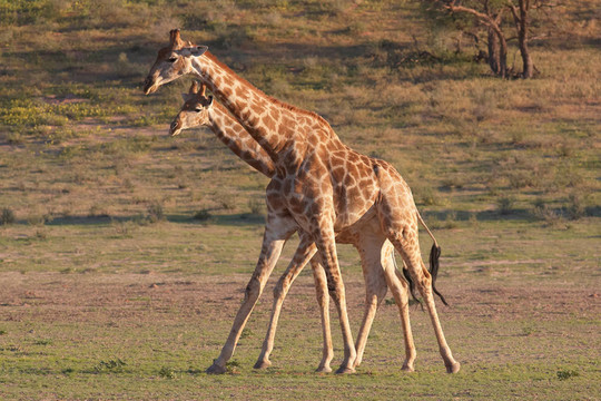 兩只長頸鹿（Giraffa camelopardalis