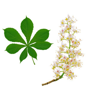 馬栗枝葉