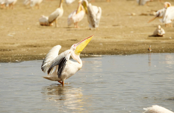 東方白鵜鶘（Pelecanus onocrotalus）