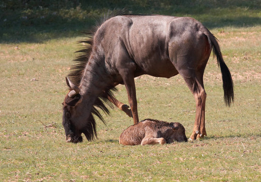 藍(lán)牛羚（Connochaetes taurinus）