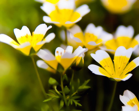 開(kāi)花
