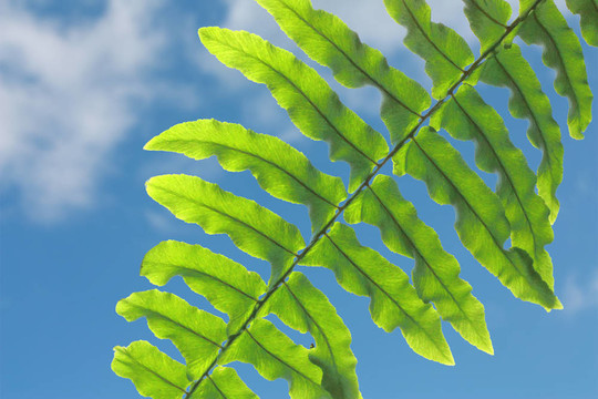 蕨類(lèi)植物