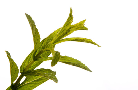 小枝薄荷