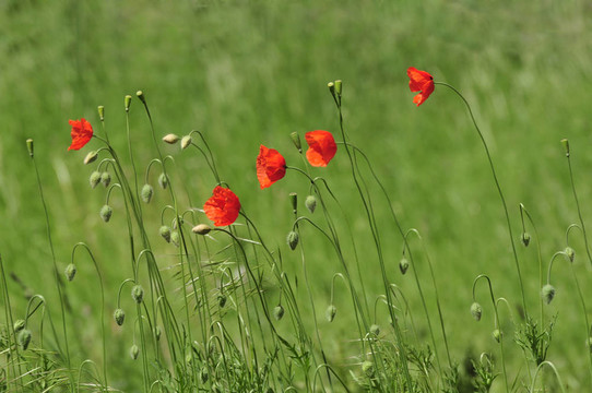 Poppy Flowers在夏天的草地上