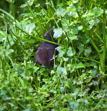 水田鼠（Arvicola terrestris）
