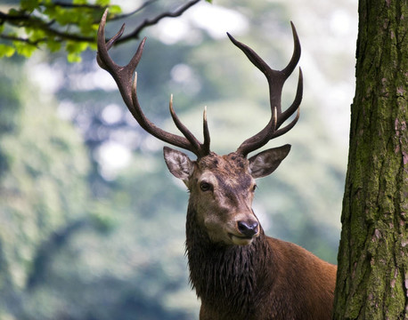 紅鹿（Cervus elaphus）