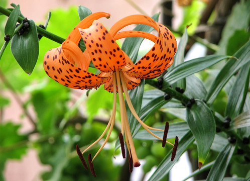 莉莉