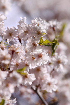 春天開花
