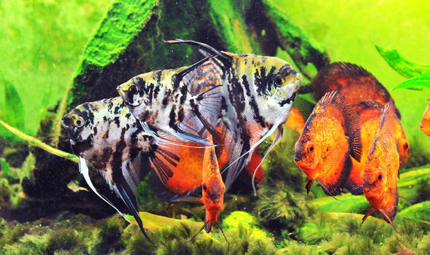 魚罐