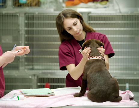 在兽医诊所安抚一只可爱的小狗