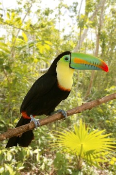 巨嘴鳥記帳單tamphastos sulfuratus叢林